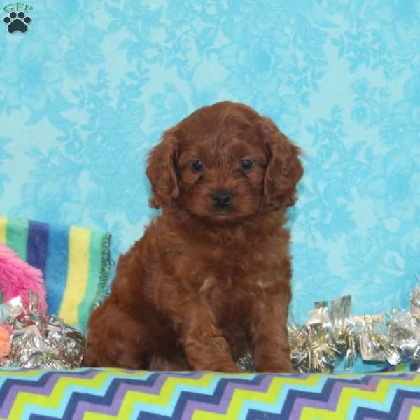 Wren, Cavapoo Puppy